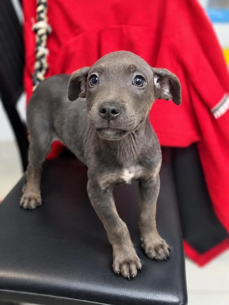 A baby medium-sized male Terrier dog named Adam for adoption in Walnutport, PA
