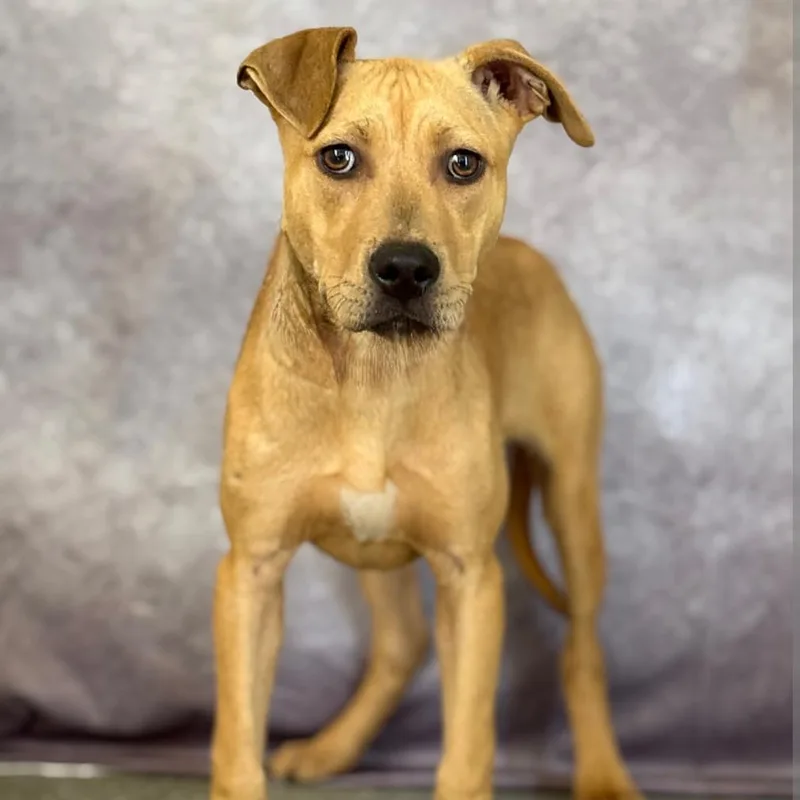 A young medium-sized female Yellow / Tan / Blond / Fawn Mixed Breed dog named Phoenix for adoption in DeKalb, IL
