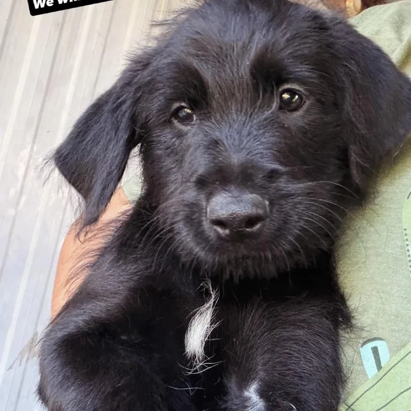 A baby small-sized male Black Mixed Breed dog named Shaggy for adoption in Hendersonville, NC