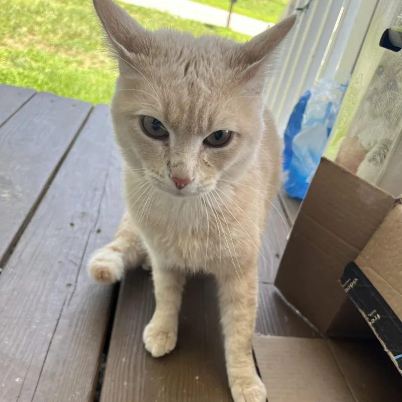 An adult medium-sized male Brown / Chocolate Domestic Short Hair cat named Slime for adoption in Greensboro, NC