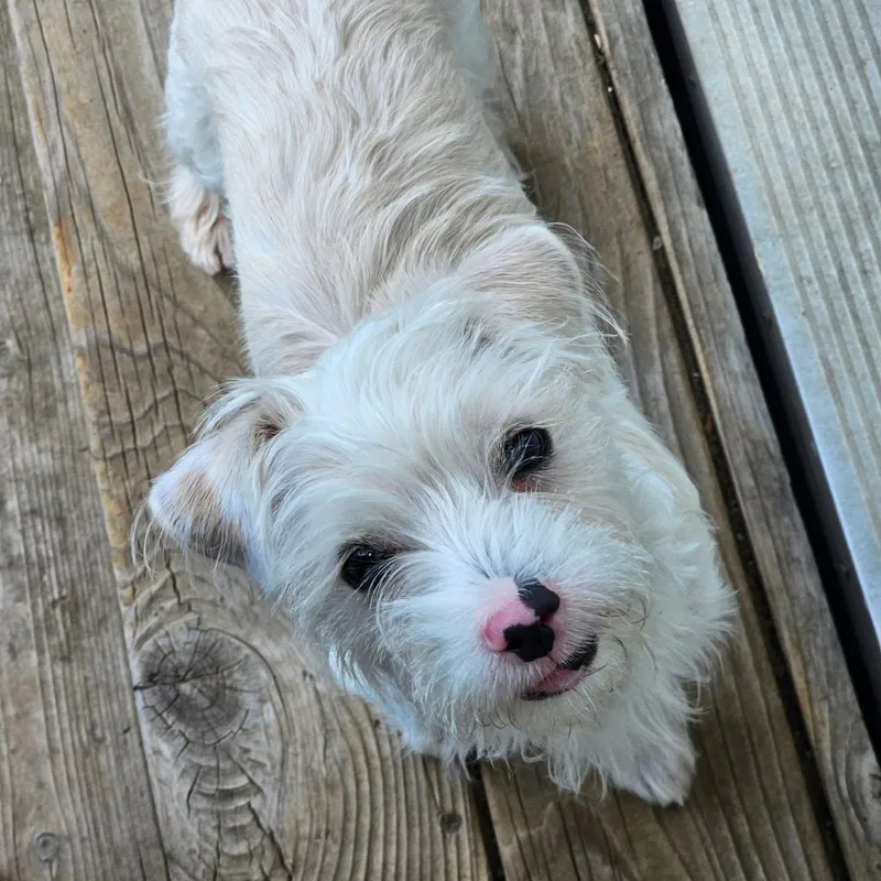 A young small-sized male White / Cream Terrier dog named Colt for adoption in Greenfield, CA