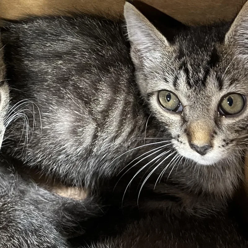 A baby small-sized female Brown / Chocolate Domestic Short Hair cat named April for adoption in Tampa, FL