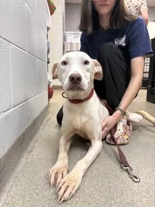An adult medium-sized female Labrador Retriever dog named Luna for adoption in Palm Coast, FL