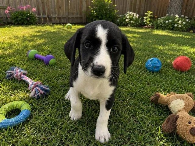 A baby small-sized female Australian Cattle Dog / Blue Heeler dog named Cow for adoption in Globe, AZ