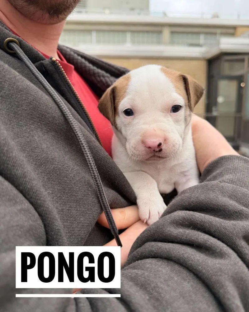 A baby medium-sized male White / Cream Mixed Breed dog named Pongo for adoption in Manhattan, KS