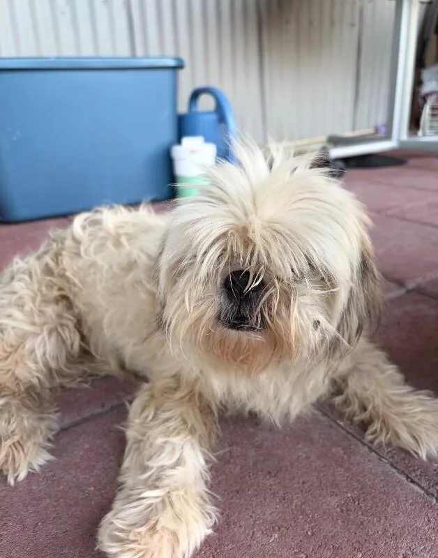 Little Lady