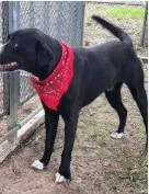A young large-sized male Mixed Breed dog named Deputy Dawgs: Jack for adoption in Dallas, TX