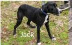 Deputy Dawgs: Jack thumbnail 3