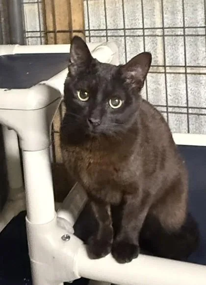 Kona