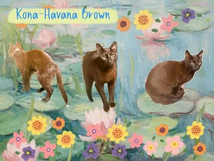 Kona thumbnail 2