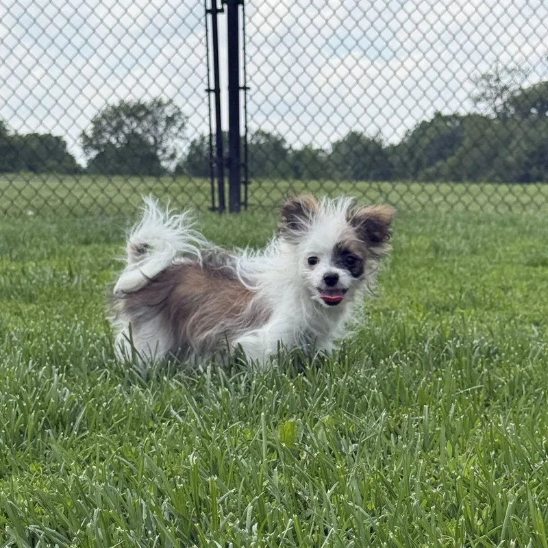 A young small-sized male Pomeranian dog named Jesse for adoption in Brazil, IN