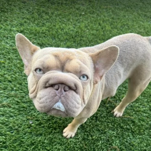 A baby small-sized female Yellow / Tan / Blond / Fawn French Bulldog dog named Peep for adoption in Austin, TX