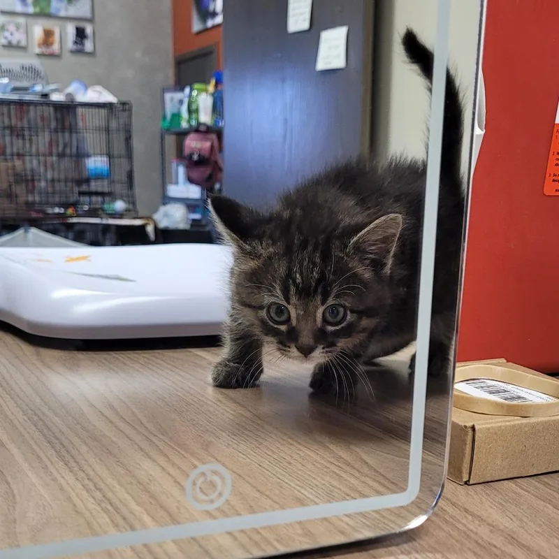 A young medium-sized male Black Domestic Short Hair cat named Rooney for adoption in Bismarck, ND