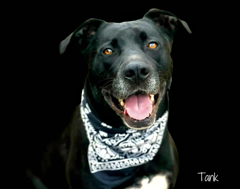 A senior large-sized male Black Mixed Breed dog named Tank for adoption in Hondo, TX