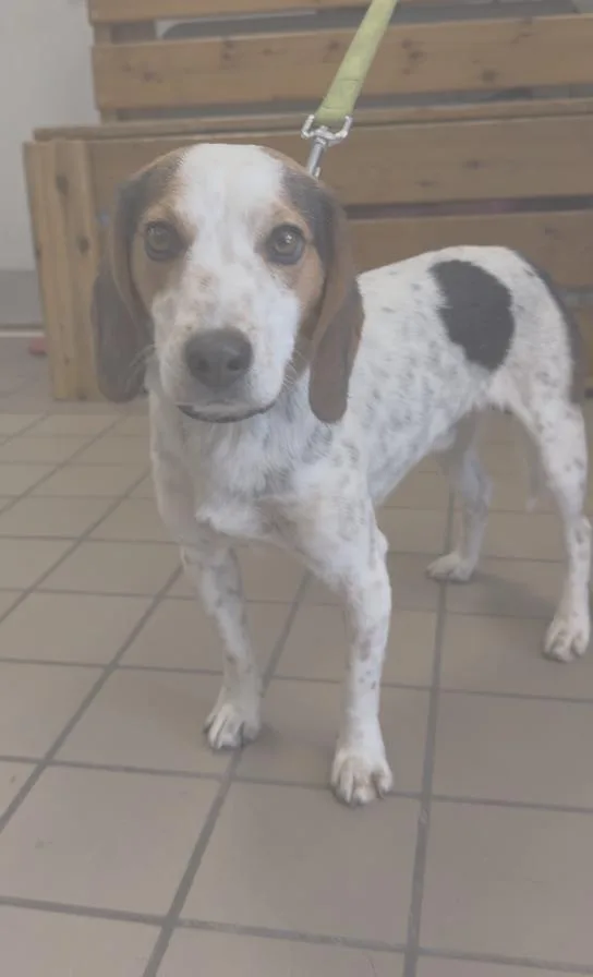 An adult small-sized male Tricolor (Brown, Black, & White) Beagle dog named Buddy for adoption in Wantagh, NY