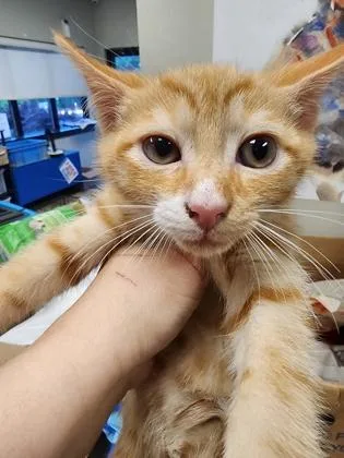 Tyrone $ @ Petsmart