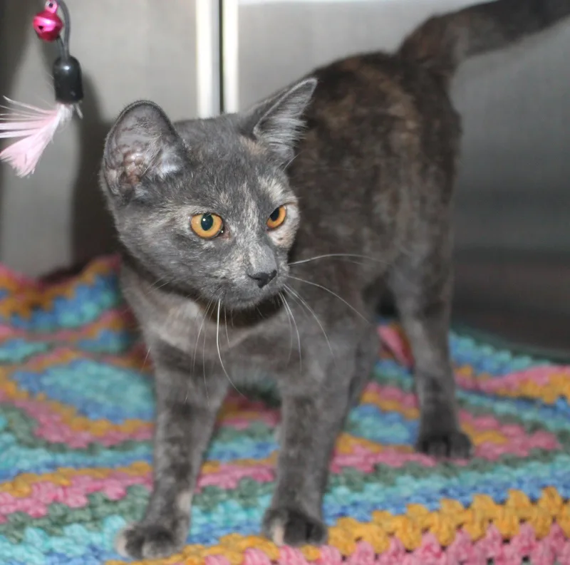 An adult medium-sized female Domestic Short Hair cat named Olive for adoption in Prattville, AL