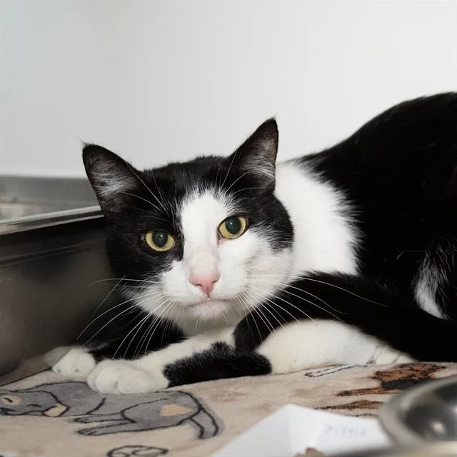 An adult medium-sized male Domestic Short Hair cat named Jingle for adoption in Methuen, MA