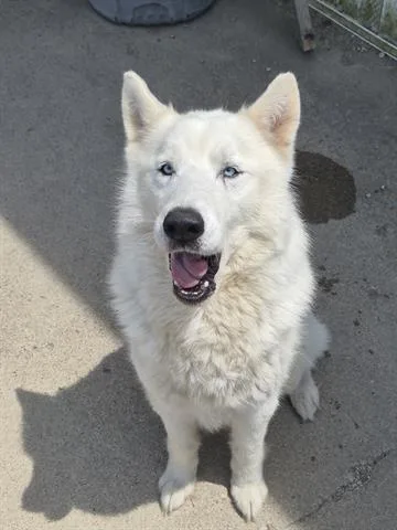 An adult large-sized male Siberian Husky dog named Jose for adoption in Dayton, OH