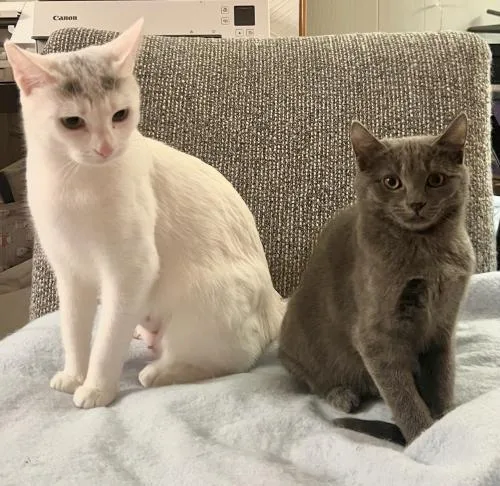 Earl Grey thumbnail 2