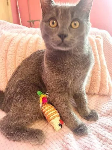 Earl Grey thumbnail 3