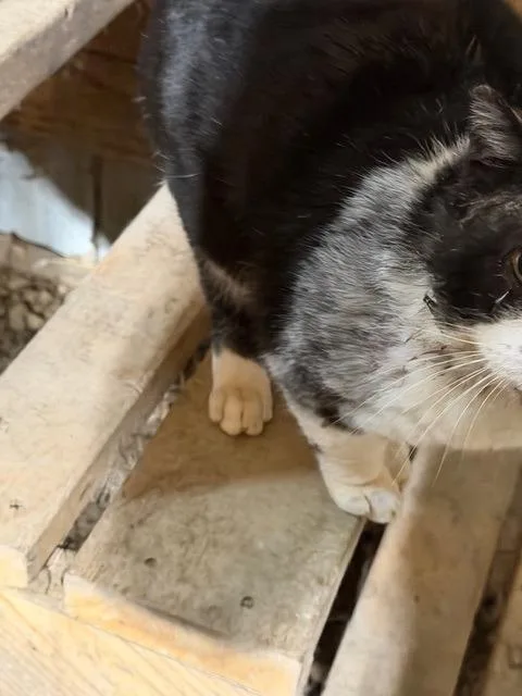 An adult medium-sized male Domestic Short Hair cat named Rocky for adoption in Bloomington, IN