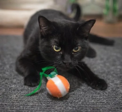 Black Beauty thumbnail 2