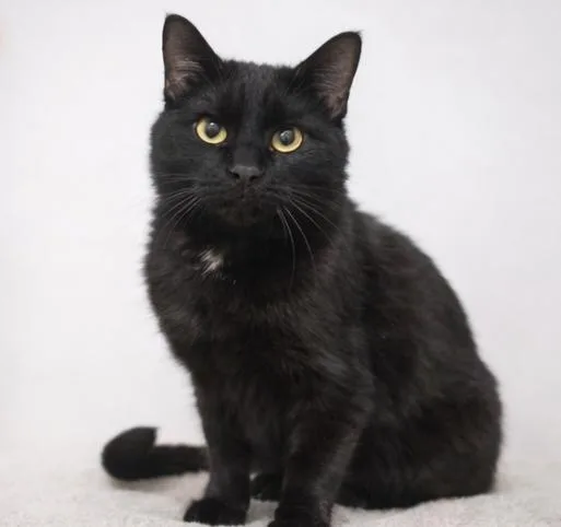 Black Beauty thumbnail 3