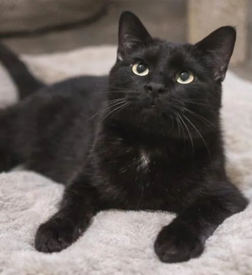 An adult medium-sized male Black Domestic Short Hair cat named Black Beauty for adoption in Fort Worth, TX