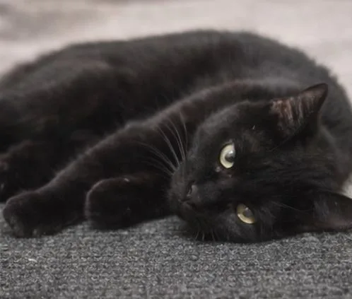 Black Beauty thumbnail 4