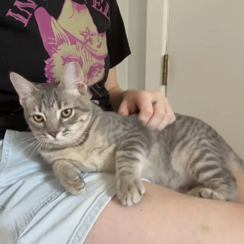 A baby medium-sized male Tabby (Gray / Blue / Silver) Domestic Short Hair cat named Lombardy Kroger for adoption in Richmond, VA