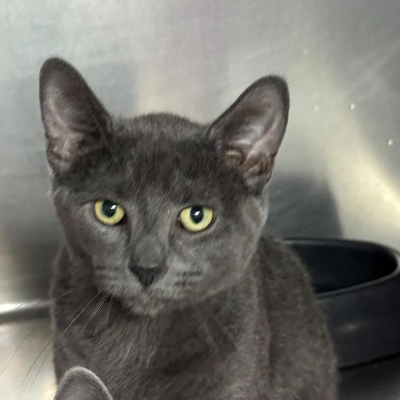 A baby small-sized male Gray / Blue / Silver Domestic Short Hair cat named Raffle for adoption in Coos Bay, OR