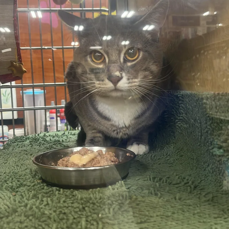 A young medium-sized male Tabby (Gray / Blue / Silver) Tabby cat named Jasper for adoption in North Bergen, NJ