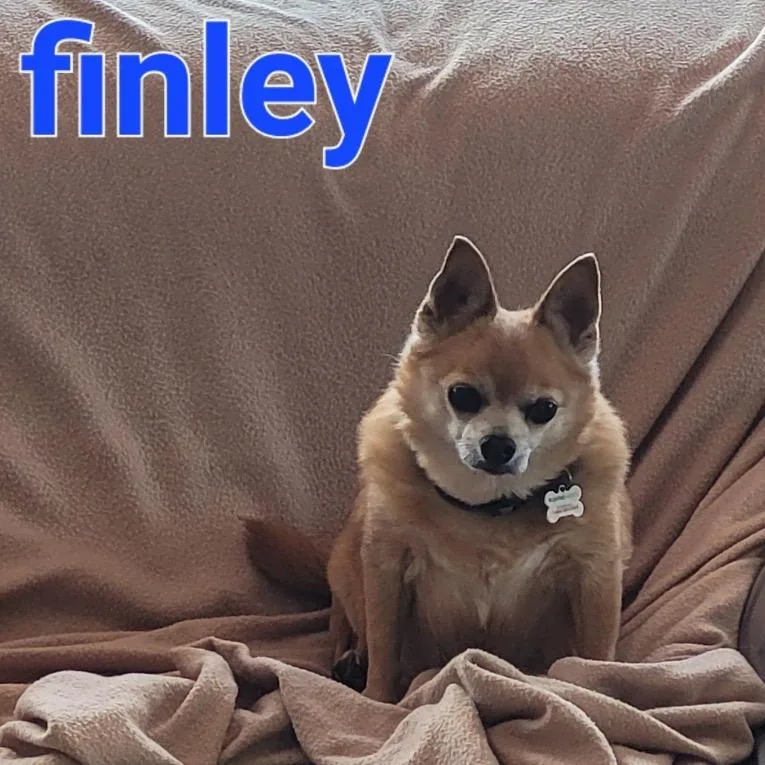 Finley thumbnail 2