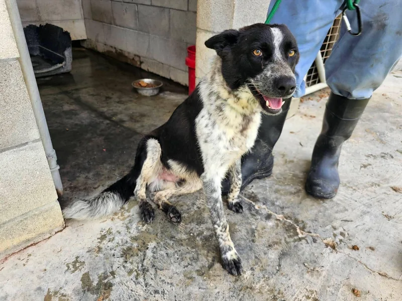 A young medium-sized male Australian Cattle Dog / Blue Heeler dog named Hudson for adoption in Bradenton, FL