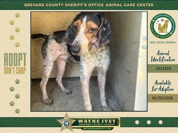 An adult medium-sized male Mixed Breed dog named Elmer Fudd for adoption in Melbourne, FL