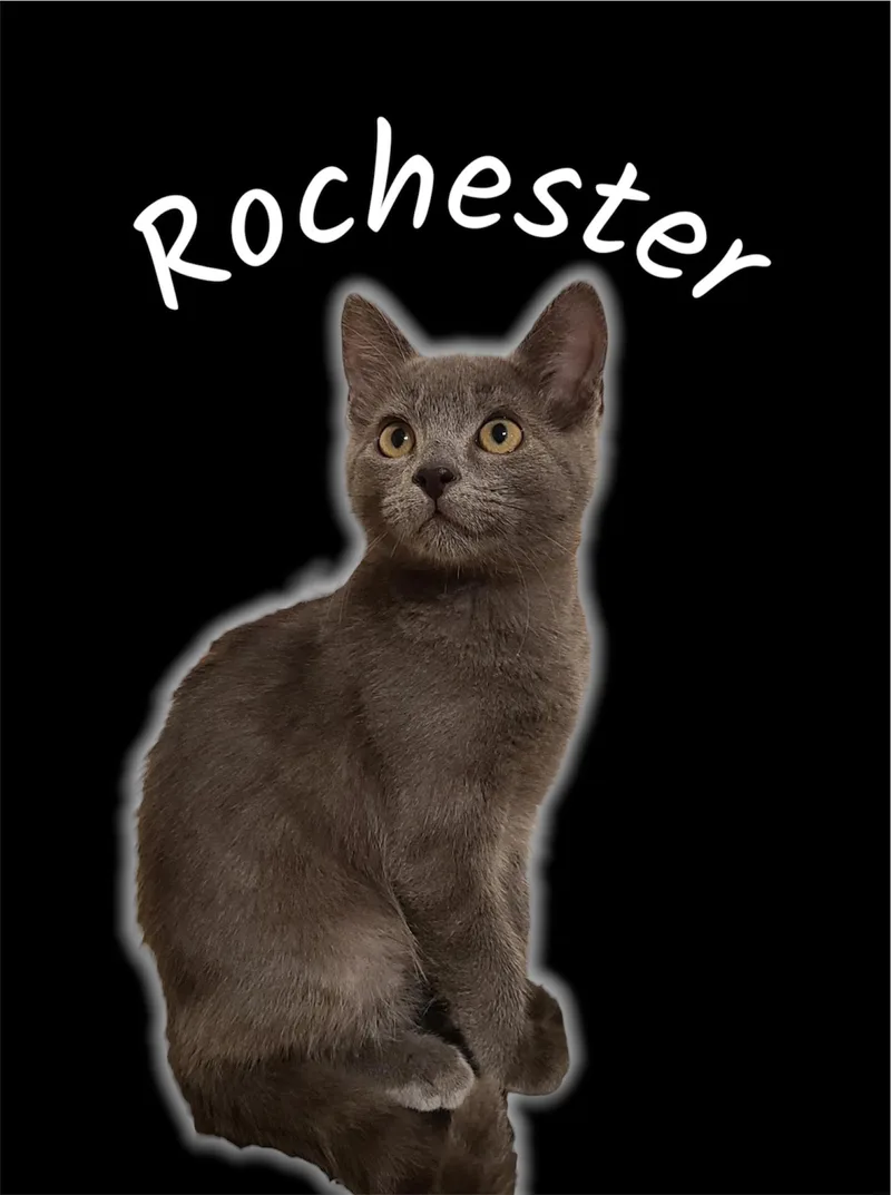 A baby small-sized male Gray / Blue / Silver Domestic Short Hair cat named Rochester for adoption in Auburn, CA