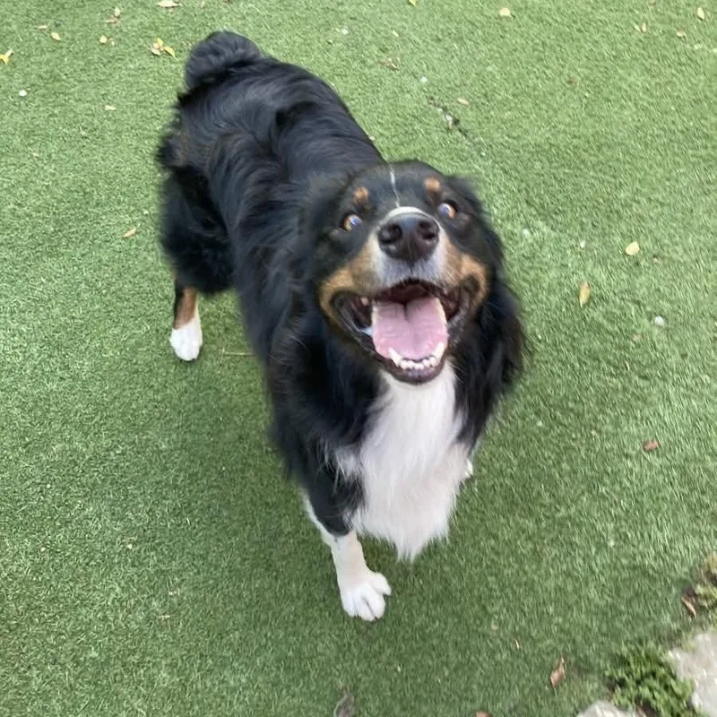 An adult medium-sized male Australian Shepherd dog named Oshie for adoption in Alexandria, VA