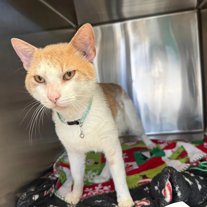A young large-sized male White Domestic Short Hair cat named Sebas for adoption in Lakeland, FL