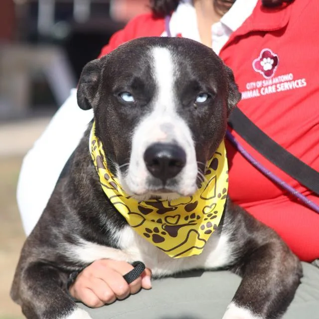 A young large-sized male American Staffordshire Terrier dog named Dino for adoption in San Antonio, TX