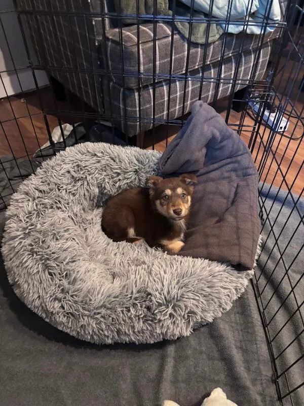A young medium-sized female Brown / Chocolate Husky dog named Zuri for adoption in renton, WA