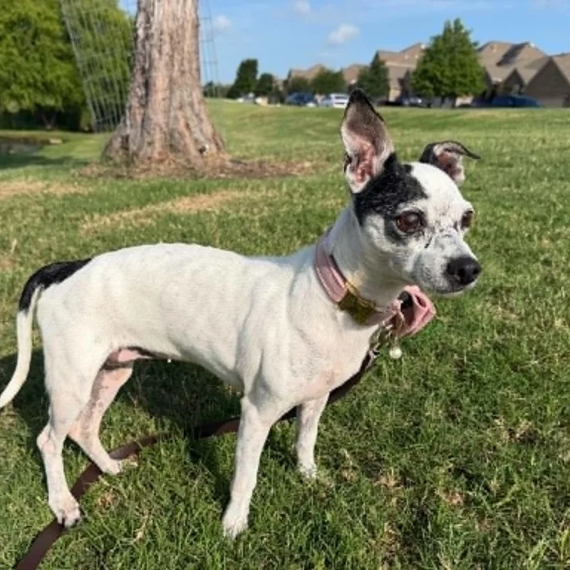 An adult small-sized female Chihuahua dog named Remy for adoption in Justin, TX