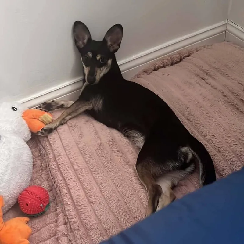 A young small-sized female Black Chihuahua dog named Felica for adoption in Long Island City, NY