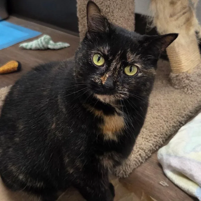 An adult large-sized female Tortoiseshell Domestic Short Hair cat named Dahlia for adoption in Grosse Ile, MI