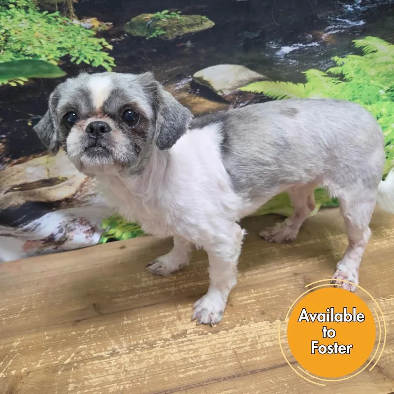 Poppy thumbnail 2