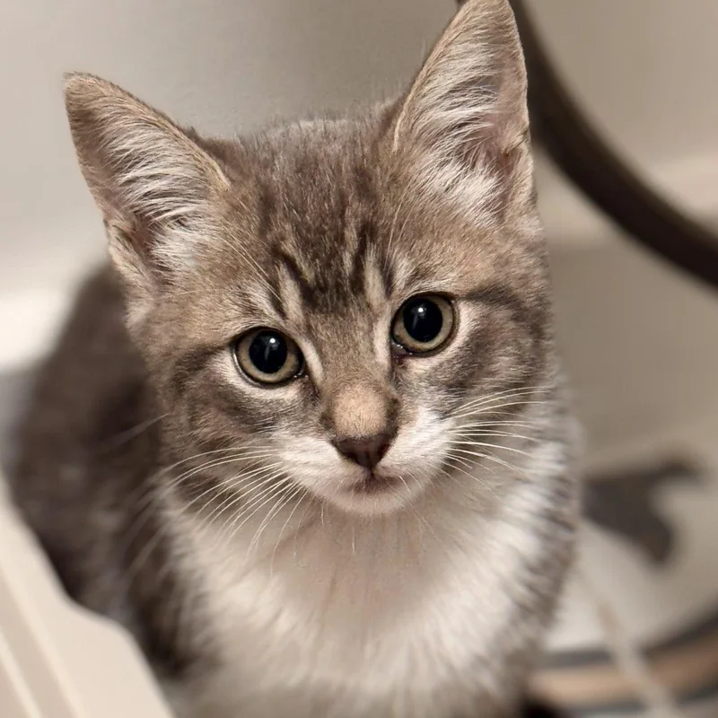 A baby medium-sized female Gray & White Domestic Short Hair cat named Mookie for adoption in Huntington Beach, CA