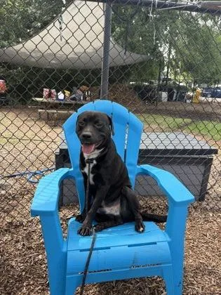 An adult large-sized male Mixed Breed dog named Ezekial for adoption in Chamblee, GA