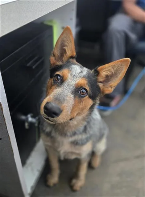 A young medium-sized female Mixed Breed dog named Starla for adoption in Dallas, TX