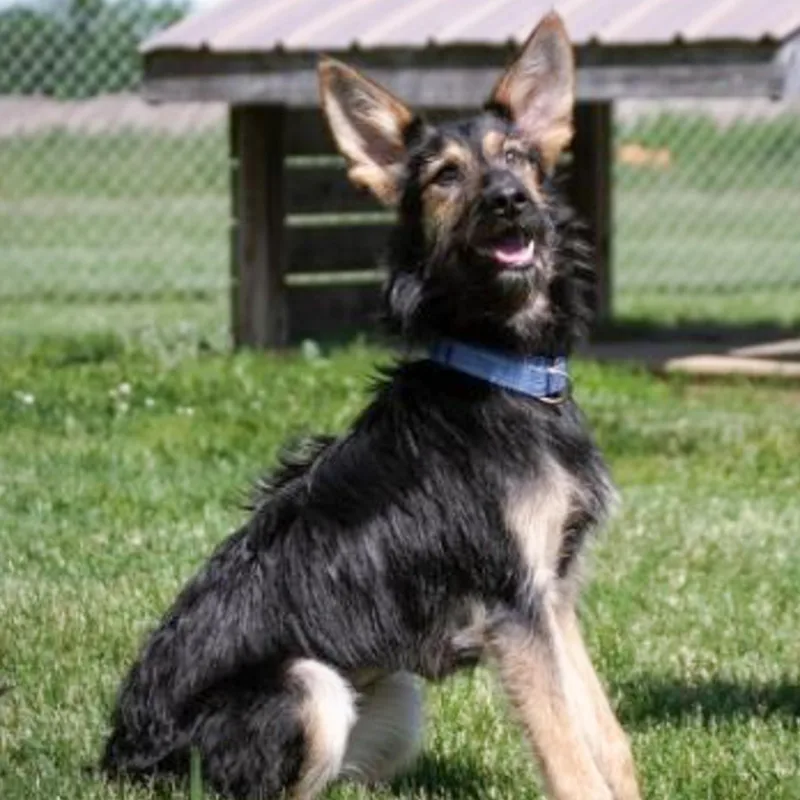 A baby medium-sized female Tricolor (Brown, Black, & White) Shepherd dog named Tillie for adoption in Albany, NY