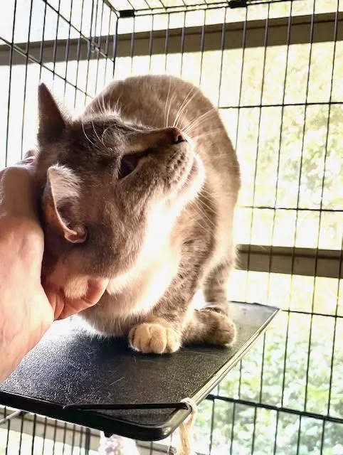 An adult medium-sized female Domestic Short Hair cat named Sassy for adoption in Mobile, AL